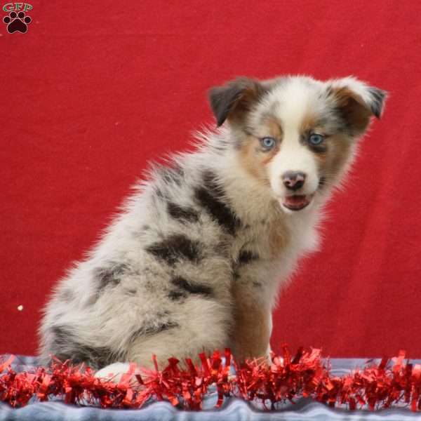 Theo, Australian Shepherd Puppy